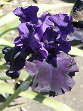 Toon details van Midnight Express Afbeeldingen van Midnight Express