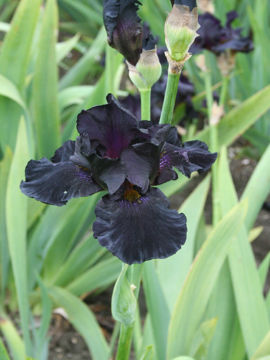 Toon details van Old Black Magic Afbeeldingen van Old Black Magic