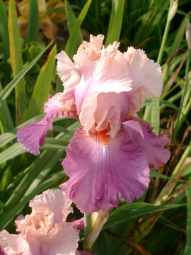 Toon details van Sweet Mussete Afbeeldingen van Sweet Mussete