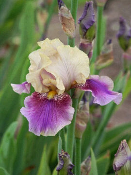 Toon details van Miss Nellie Afbeeldingen van Miss Nellie