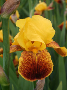 Toon details van Jam Session Afbeeldingen van Jam Session