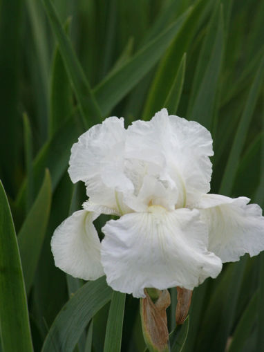 Picture of White Knight