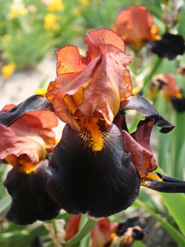 Toon details van Momauguin Afbeeldingen van Momauguin