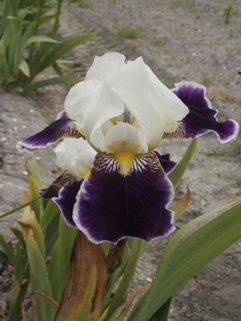 Toon details van Wabash Afbeeldingen van Wabash