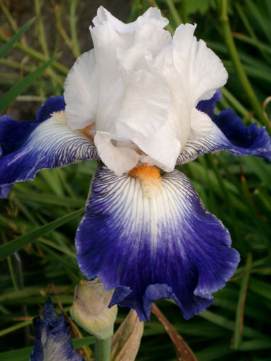 Afbeeldingen van Ruban Bleu