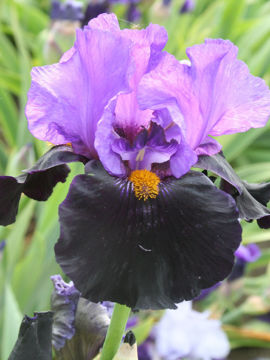 Toon details van Mysterieux Afbeeldingen van Mysterieux