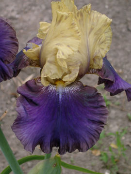 Toon details van Jurassic Park Afbeeldingen van Jurassic Park