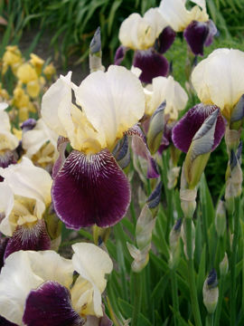 Toon details van Salonique Afbeeldingen van Salonique