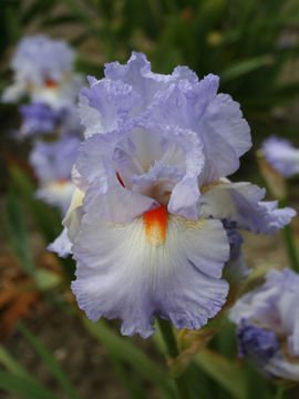 Toon details van Grecian Skies Afbeeldingen van Grecian Skies