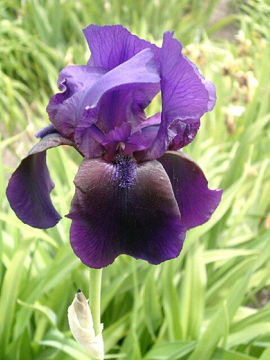 Toon details van Black Hills Afbeeldingen van Black Hills