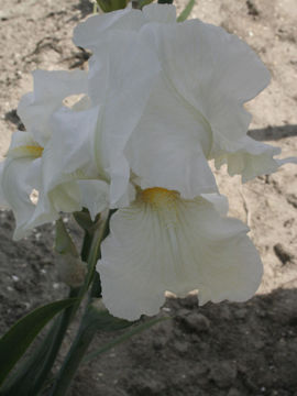 Toon details van New Snow Symphony Afbeeldingen van New Snow Symphony