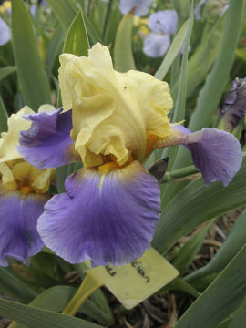 Toon details van Sweedish Modern Afbeeldingen van Sweedish Modern