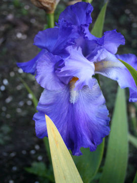 Toon details van Stingray Afbeeldingen van Stingray