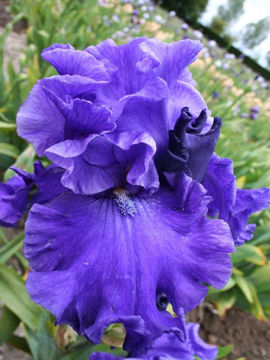 Toon details van Ron Afbeeldingen van Ron