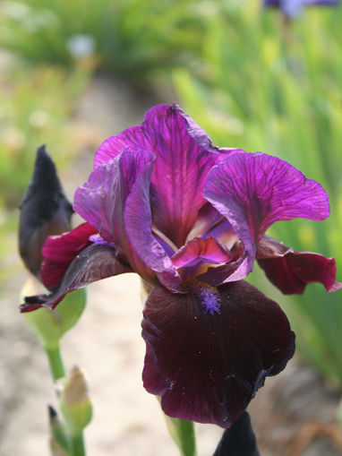 Afbeeldingen van Dark Rosaleen