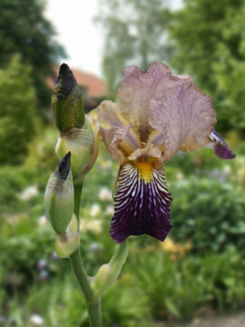 Toon details van Sambucina Afbeeldingen van Sambucina