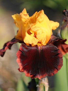 Toon details van Ancient Echoes Afbeeldingen van Ancient Echoes