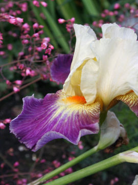 Toon details van Cerf-Volant Afbeeldingen van Cerf-Volant