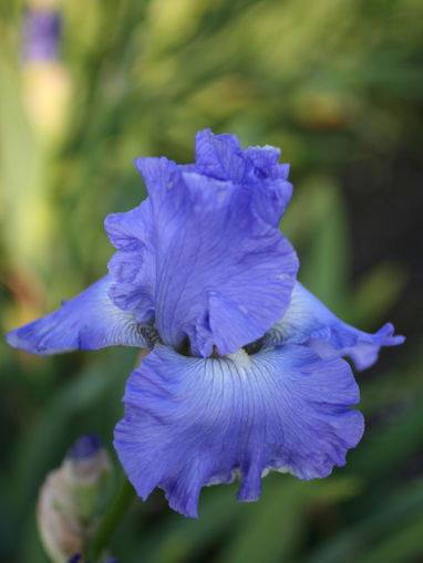 Afbeeldingen van Heure Bleue