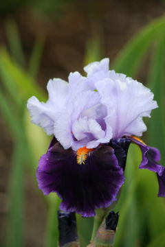 Toon details van In Town Afbeeldingen van In Town