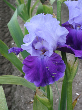 Toon details van Intimidator Afbeeldingen van Intimidator