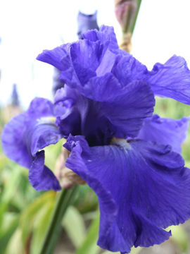 Toon details van Jean Hoffmeister Afbeeldingen van Jean Hoffmeister