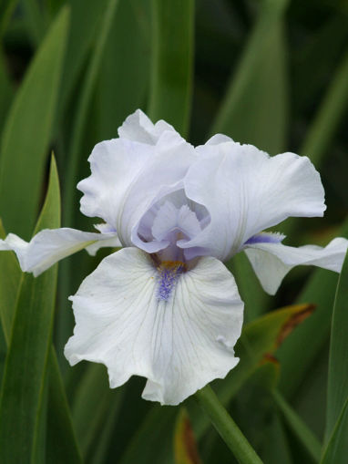 Afbeeldingen van Margaret Viola White