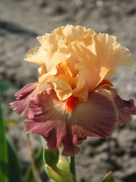 Toon details van Rio Afbeeldingen van Rio