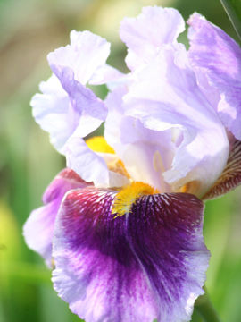 Toon details van Alpine Castle Afbeeldingen van Alpine Castle