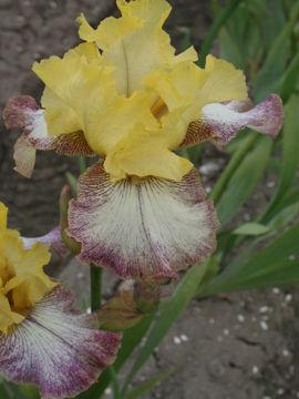 Toon details van Asha Michelle Afbeeldingen van Asha Michelle