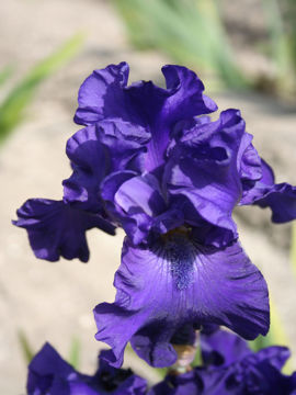 Toon details van Raven's Quote Afbeeldingen van Raven's Quote