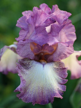 Toon details van Returning Rose Afbeeldingen van Returning Rose