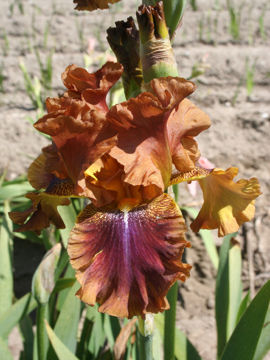 Toon details van Autumn Leaves Afbeeldingen van Autumn Leaves