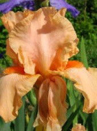 Picture of Coral Satin