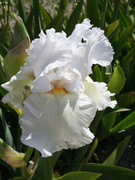 Toon details van Queen Of India Afbeeldingen van Queen Of India