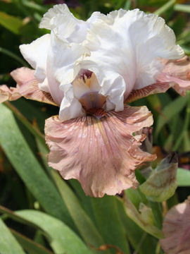 Toon details van Imprimis Afbeeldingen van Imprimis