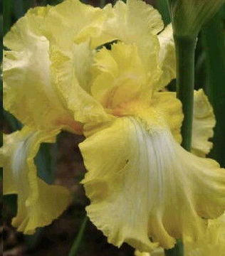 Toon details van Lemon Brocade Afbeeldingen van Lemon Brocade