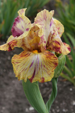 Toon details van Autumn Years Afbeeldingen van Autumn Years