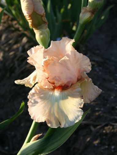 Picture of Acqua Di Rosa