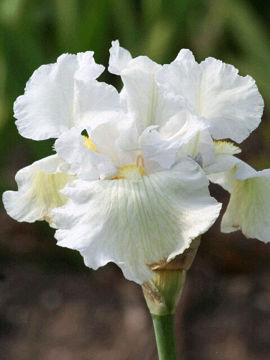 Toon details van Bridge In Time Afbeeldingen van Bridge In Time