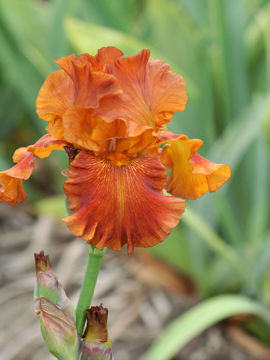 Toon details van Carnival Time Afbeeldingen van Carnival Time