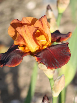 Toon details van Dante's Inferno Afbeeldingen van Dante's Inferno