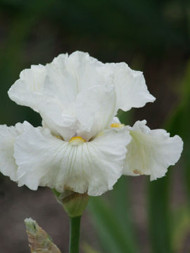 Toon details van Lunar Whitewash Afbeeldingen van Lunar Whitewash