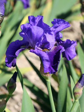 Toon details van Jenne Afbeeldingen van Jenne