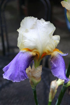 Toon details van Jolanda Afbeeldingen van Jolanda