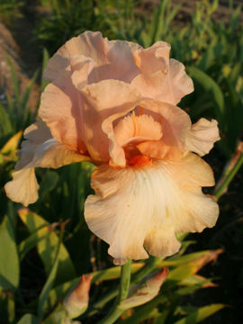 Toon details van Aai Afbeeldingen van Aai