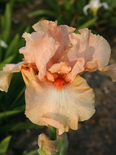 Afbeeldingen van Orange Angel