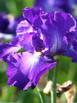 Toon details van Lovely  Leah Afbeeldingen van Lovely  Leah