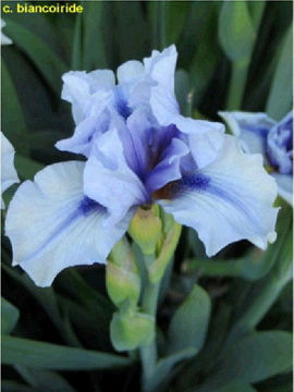 Toon details van Aqua Chiara Afbeeldingen van Aqua Chiara