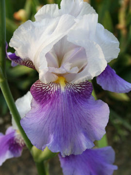 Toon details van Stella Marie Afbeeldingen van Stella Marie